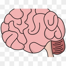 Brains Clipart Human Brain - Cartoon Easy Brain Drawing, HD Png Download - brain outline png