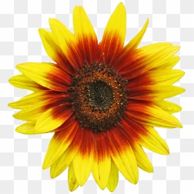 Free Sunflower Clipart Image 2 Clip Art - Sun Flower Clip Art, HD Png Download - sunflower vector png