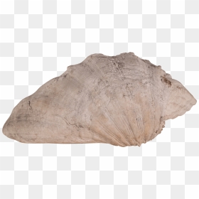 Clam Shell - Igneous Rock, HD Png Download - clam shell png