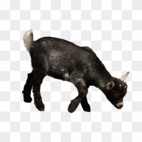 Goat, HD Png Download - goat horns png