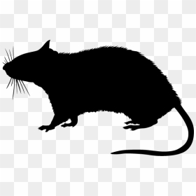 Rodent Stock Photography Silhouette - Transparent Rat Silhouette Png, Png Download - rat silhouette png