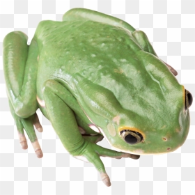Frog Hd Png Free Download - Frogs Transparent Background, Png Download - rainbow frog png
