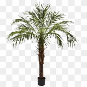 Palmier Robellini, HD Png Download - desert tree png