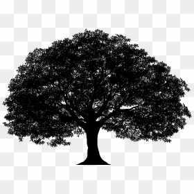 Tree Silhouette Png Clip Art Image - Vector Oak Tree Silhouette, Transparent Png - christmas tree silhouette png