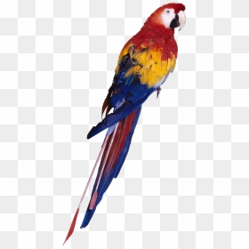 Tropical Animals Png - Parrot Png Full Hd, Transparent Png - pirate parrot png