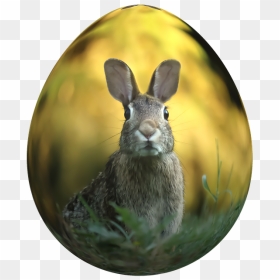 Transparent Cottontail Clipart - Wild Rabbit, HD Png Download - bunny silhouette png