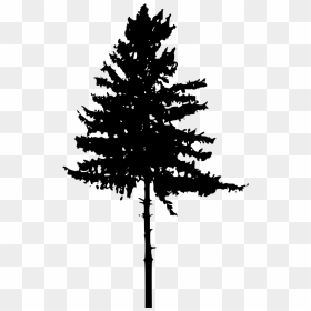 Tree-silhouette 2 - Pine Tree Silhouette Png, Transparent Png - christmas tree silhouette png
