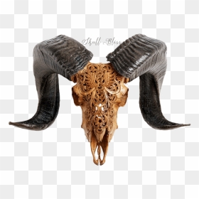 Goat Skull Ram, HD Png Download - goat horns png
