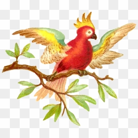 Antique Images Colorful Digital Clip Art Download - Clip Art, HD Png Download - pirate parrot png