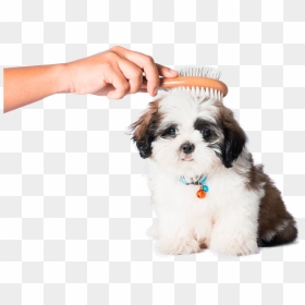 Pet Grooming Png - Grooming Dog Png, Transparent Png - conga png