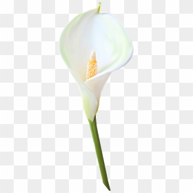 Calla Lily Single Flower, HD Png Download - calla lily png