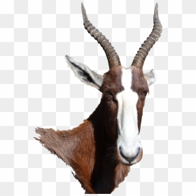 Bontebok Png, Transparent Png - goat horns png