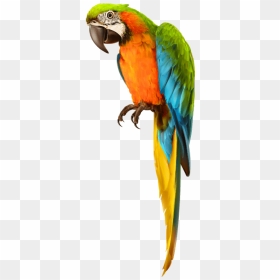 #parrot #bird #pirate #shoulder #pirates #dressup #costume - Picsart Parrot Png Hd, Transparent Png - pirate parrot png