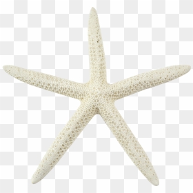 Sea Star Transparent Background Png - White Sea Star Transparent Background, Png Download - star background png