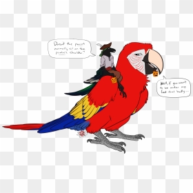 Pirates - Macaw, HD Png Download - pirate parrot png