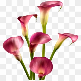 Calla Lily , Png Download - Calla Lily White Background, Transparent Png - calla lily png