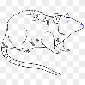 Draw Rat - Rat Drawing Png, Transparent Png - rat silhouette png