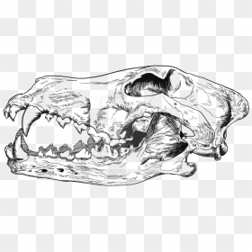 Thumb Image - Wolf Skull Line Drawing, HD Png Download - skull silhouette png