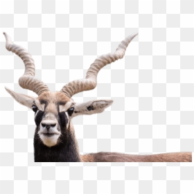 Blackbuck - Black Buck, HD Png Download - goat horns png