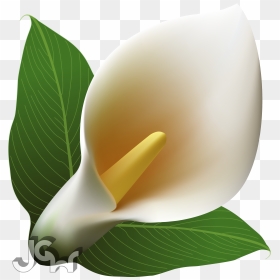 Definition Type - Clip Art, HD Png Download - calla lily png