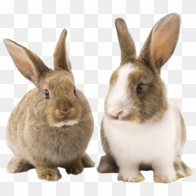 Rabbit Bunny Png Picture - Rabbit Png, Transparent Png - bunny silhouette png