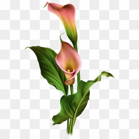 Arum Lily , Png Download - One Stroke Calla Lily Painting, Transparent Png - calla lily png