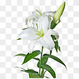 Lily Png Image - Easter Lily White Background, Transparent Png - calla lily png