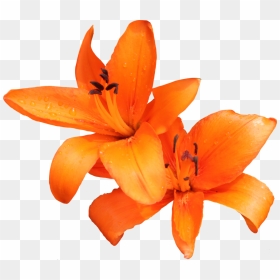 Lily Png Photo - Tiger Lily Flower Png, Transparent Png - calla lily png