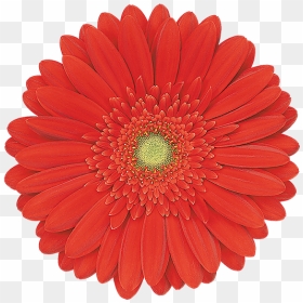 Single Flowers, HD Png Download - red explosion png