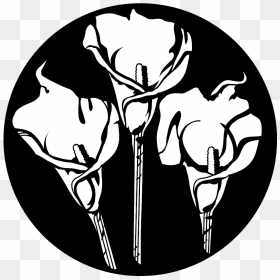 Transparent Calla Lily Png - Illustration, Png Download - calla lily png