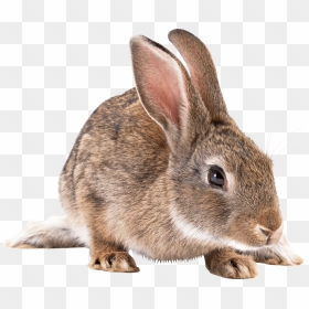 Bunny Clipart Cottontail Rabbit - Rabbit Png, Transparent Png - bunny silhouette png