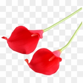 Garden Roses, HD Png Download - calla lily png