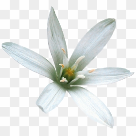 Star Of Bethlehem Flower Png, Transparent Png - star of bethlehem png
