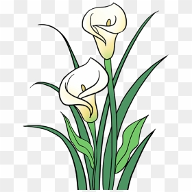 Stem Drawing Lily Flower Transparent Png Clipart Free - Calla Lily Flower Drawing, Png Download - calla lily png