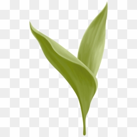 Transparent Lily Of The Valley Png - Canna Lily, Png Download - calla lily png
