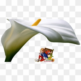 Giant White Arum Lily, HD Png Download - calla lily png