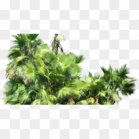 Tropical Plant Pictures Acoelorrhaphe Wrightii - Tropical Plants Transparent Background, HD Png Download - tropical tree png