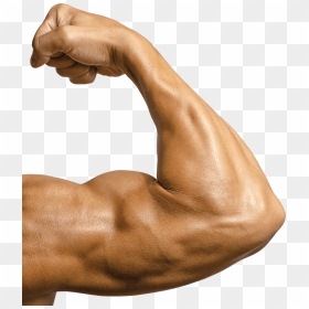 Slider 1819 Vanya Bicep - Bicep Png, Transparent Png - bicep png