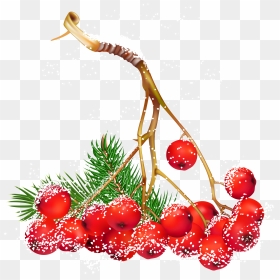 Transparent Holly Png - Holly And Berry Clip Art, Png Download - holly garland png