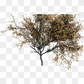 Go To Image - Autumn Tree Png Transparent, Png Download - autumn tree png