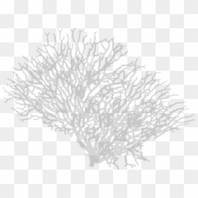 Coral Png, Transparent Png - tree shadow png