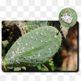 Cochineal Insect On A Opuntia Cactus, HD Png Download - desert plant png