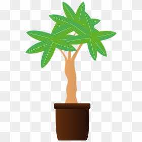 Pachira Tropical Tree Clipart - Houseplant, HD Png Download - tropical tree png