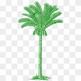 Palmtree Leaves Beach Tropical Png Image - Date Palm Tree Vector, Transparent Png - tropical tree png