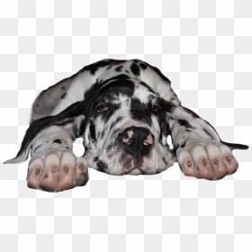 Great Dane Kennel - Great Danes Png, Transparent Png - great dane png