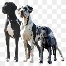 Great Dane Png Page - Egyptian Great Dane, Transparent Png - great dane png