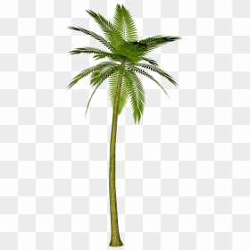 Background Palm Tree Transparent - Palm Tree Png Transparent, Png Download - tropical tree png