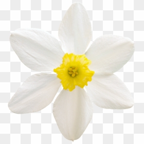 Vegetation Daffodil - Rain Lily, HD Png Download - calla lily png