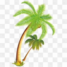 Arecaceae Coconut Tropical Material - Vector Coconut Tree Png, Transparent Png - tropical tree png