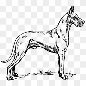 Great Dane Png Icons - Outline Of Great Dane, Transparent Png - great dane png